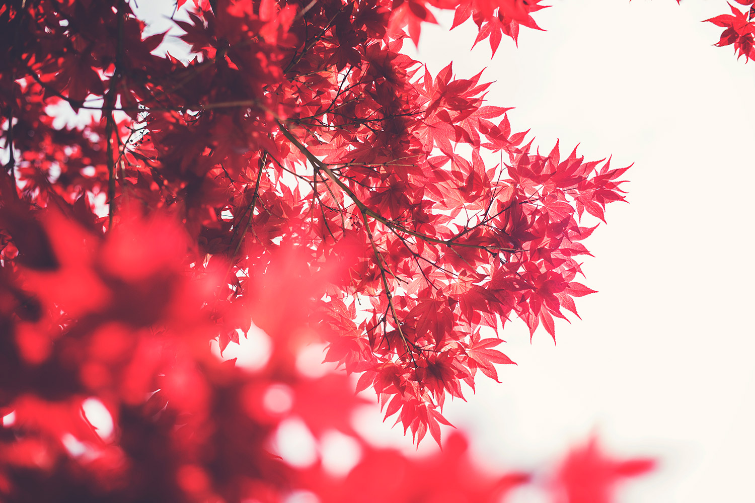 red leaves